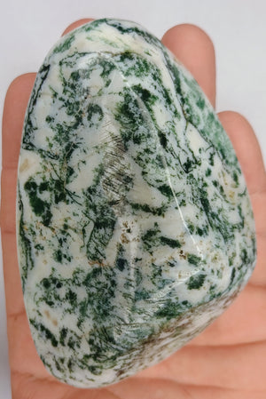 Tree Jasper