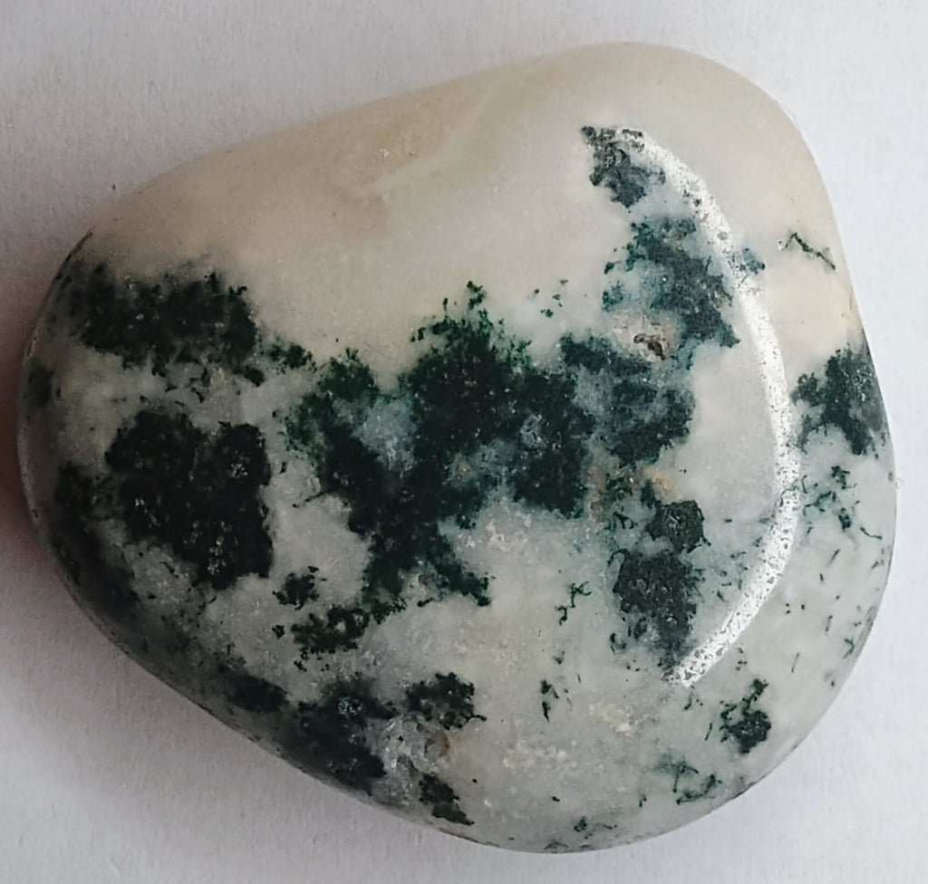 Tree Jasper