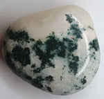 Tree Jasper