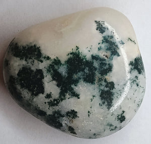 Tree Jasper