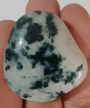 Tree Jasper